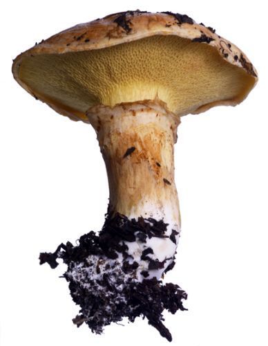 Mushroom 13